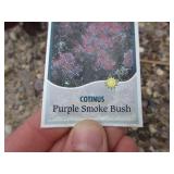 3) Purple Smoke Bush