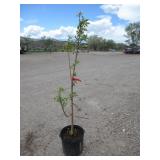 Scarlet Sentinet Columnar Apple Tree