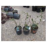 3) Hedge Cotoneaster