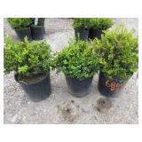 2) English Dwarf Boxwood, 1) Wintergreen Boxwood