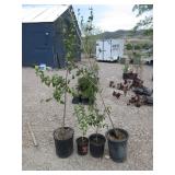 Cornelian Cherry Dogwood, 3) Plants