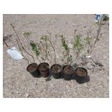 5) Blueberries, Not All May Be Elliott Variety*