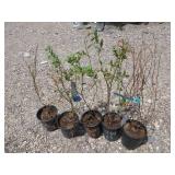 5) Blueberry Plants*