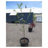 Stanley Prune Tree
