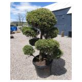 Boulevard Cypress Pom Pom Tree