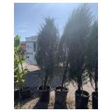 2) Skyrocket Trees