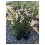 4) Cherry Dogwoods