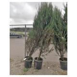 2) Skyrocket Trees