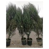 2) Skyrocket Trees