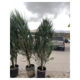2) Skyrocket Trees