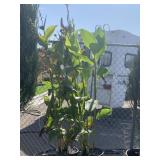 2) Canna Indica Plants