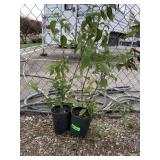 2) Cornus Pagoda Dogwood
