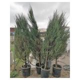 4) Skyrocket Trees