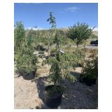 1) Weeping Spruce