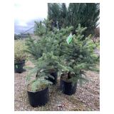 3) Colorado Blue Spruce