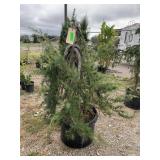 1) Becon Hill Cedar Low Form