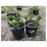 2) Mugho Pines