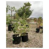 2) Blackberry Plants