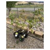 4) Red Raspberrry Plants
