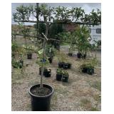 Gala Apple Tree