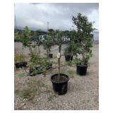 Spartan Apple Tree