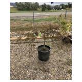 Cutleaf Red Japanese Maple