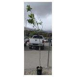 White Ash Tree