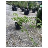 Pixwell Gooseberry