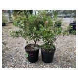 2) Escallonia X Exoniensis 