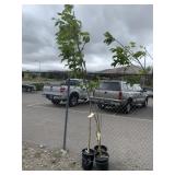 3) White Ash Trees