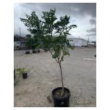 Golden Rain Tree