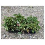 8) Strawberry Plants