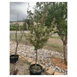 R$obisson Crabapple