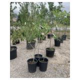 3) White Ash Trees