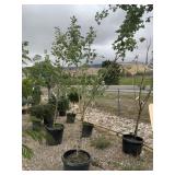 Honey Crisp Apple Tree