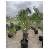 Echtermeyer Crabapple