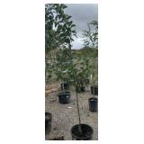Cleveland Select Flowering Tree