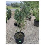 Weaping Blue Spruce