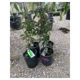 4) Redstone Cornelian Cherry Dogwood