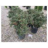 4) Cotoneaster Microphyilus