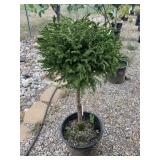 Little Gem Norway Spruce