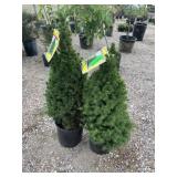 Alberta Spruce