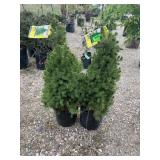 2) Alberta Spruce