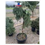Weeping Blue Spruce