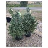 Colorado Spruce