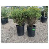 Goldfinger Potentilla