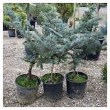 3) Fat Albert Blue Spruce