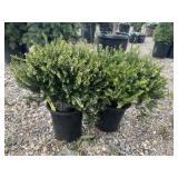 2) White Heather