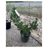 Dwart Japanese Pine