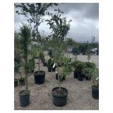Jonagold Apple Tree